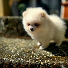 Honey Boba Bear - Cream male Pomeranian puppy in Placer County, California from Lilmonster Pomeranians