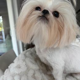 Gucci - White male Shih Tzu puppy in Kent, Washington from Exclusively Shih Tzu's LLC