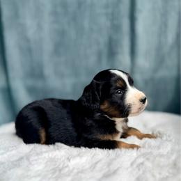 CROC - Black tri male Miniature Australian Shepherd puppy in Dayton, Washington from Rafter 22 Aussies