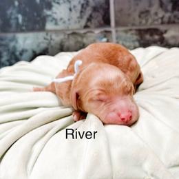 River - Red  male Goldendoodle puppy in Pasco, Washington from Camp Doodle Woods