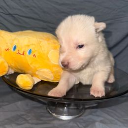 Mozzarella - White female German Shepherd puppy in Magnolia, Texas from K & Q Shepherds