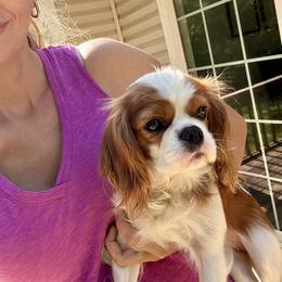 Cavalier King Charles Spaniel Puppies from Cane Creek Cavaliers