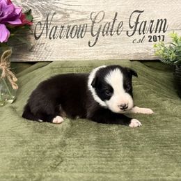Luka - Black and white male Border Collie puppy in Moody, Texas from Narrow Gate Farm