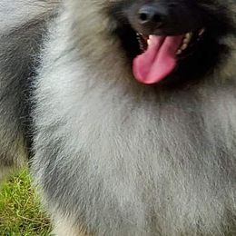 Doron - Keeshond