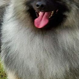 Doron - Keeshond