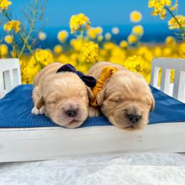 Golden Retriever Puppies from All shades Golden
