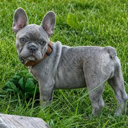 Henry - Blue male French Bulldog puppy in Ottawa, Kansas from Hey Hey Frenchies