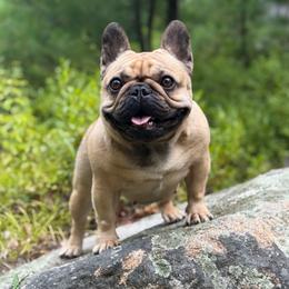 Elizabeth - French Bulldog