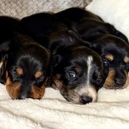 Female - Black and tan female Dachshund puppy in Fredonia, Arizona from Desert Horizon Dachshunds