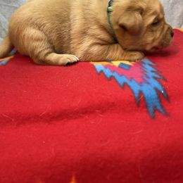 Green - Yellow male Labrador Retriever puppy in Iowa City, Iowa from Country Road Acres