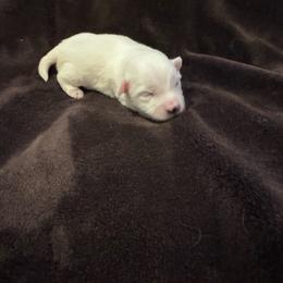 Bingo - White male Coton de Tulear puppy in Timber, Oregon from Sterling’s Sweet Cotons