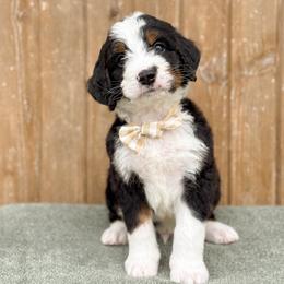 Hook - Tri-color male Bernedoodle puppy in Bellville, Ohio from Bernedoodle Buddies