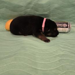 Cleo Vom Haus Atreus - Black and tan female German Shepherd puppy in Waldorf, Maryland from Haus Atreus German Shepherds