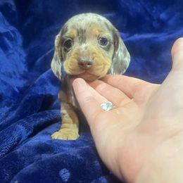 Dapple Dan - Dachshund puppy from Frank's Mini Doxies