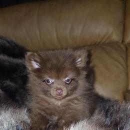 Hunnibunnies mocha - Chocolate female Pomeranian puppy in Cleveland, Ohio from Hunnibunnies