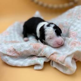 Sally - Black and white female Sheepadoodle puppy in Willacoochee, Georgia from Kitandkboodle's Doodles