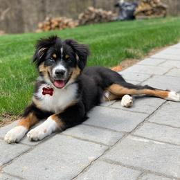 Australian Shepherds and Miniature American Shepherds from Hemlock Brook Farm and Kennels
