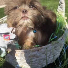 Kingston - Liver and white male Shih Tzu puppy in Coolidge, Arizona from Shih Tzu’s  ‘N’ Love
