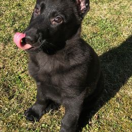German Shepherd Puppies from Vom Kiefernhaus