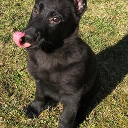 German Shepherd Puppies from Vom Kiefernhaus