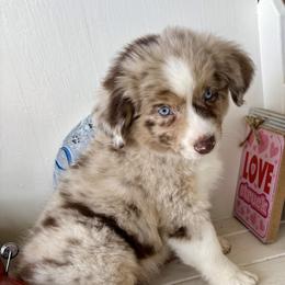 Boy 1 - Red merle male Miniature Australian Shepherd puppy in Port Saint Lucie, Florida from Charlene Brannon's Mini Australian Shepherds