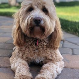 Cavapoo and Goldendoodle All Grown Up from Ivy The Mini Doodle