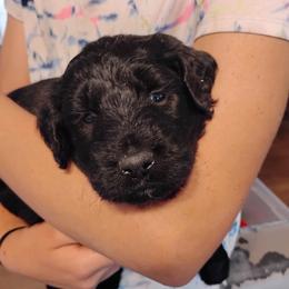 Aussiedoodle, Goldendoodle, and Labradoodle Puppies from Loving Doodle