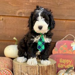 Brook - Yellow Collar - Black and white male Bernedoodle puppy in Buena Vista, Colorado from Mountain Poppy Bernedoodles