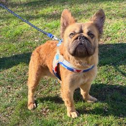 Leva - Tricolors male French Bulldog puppy in Millstone Township, New Jersey from Couture_frenchies_and_pomeranian