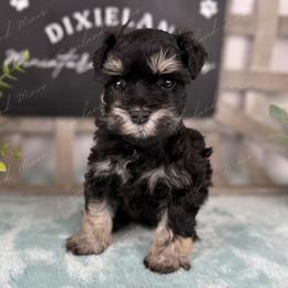 Waffles - Black and silver female Miniature Schnauzer puppy in Hockley, Texas from Dixieland Miniature Schnauzers