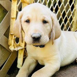 Ridge - Yellow male Labrador Retriever puppy in Rock Hill, South Carolina from North Star Retrievers