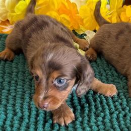 Chocolate Dapple Girl - Dapple female Dachshund puppy in Bakersfield, California from Pretty Dachshunds 661