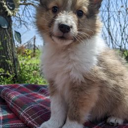 Shetland Sheepdog Puppies from Rose Hill Farm