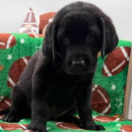 Red - Black male Labrador Retriever puppy in Heath Springs, South Carolina from Rich Hill Retrievers