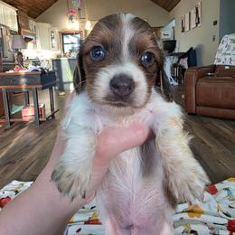 Blue based pie boy - Piebald male Dachshund puppy in West Plains, Missouri from Spring Creek Dachshunds