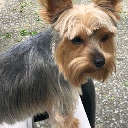 Yorkshire Terriers from Rhondas Pampered Yorkies