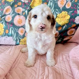Puppy 1 - White male Irish Doodle puppy in Bloomfield, Iowa from Schooley Doodles