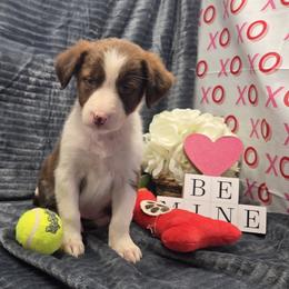 Cleo - Red female Border Collie puppy in Gary, Indiana from Lake Ridge Border Collies