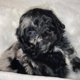 Cockapoo and Poodle Puppies from Nikol Nik