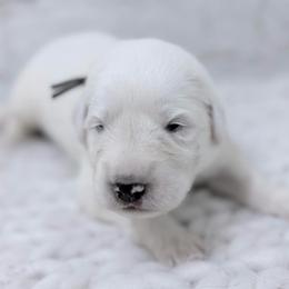 Roy - black collar - White male Great Pyrenees puppy in San Marcos, California from Faith Family Freedom Farm