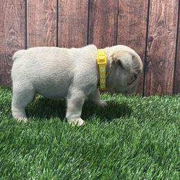 Boy 4 - male French Bulldog puppy in Hillside, New Jersey from Nook Frenchies