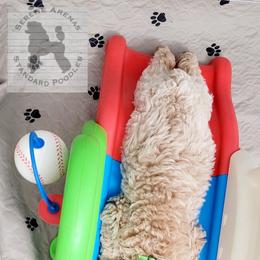 Poodle Puppies from Serene Arenas' Standard Poodles