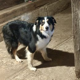 Lynk - Border Collie