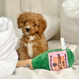Cavapoo Puppies from 305.doods