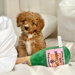 Cavapoo Puppies from 305.doods