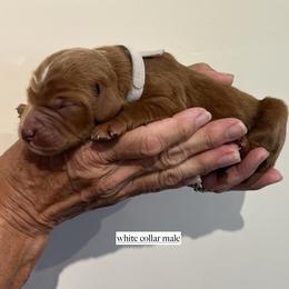 Boy 3 - male Goldendoodle puppy in Fairfield, California from Twin Sisters Doodles