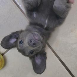 Dusty - Gray (blue) male Dachshund puppy in Florida from Doxie Rugrats