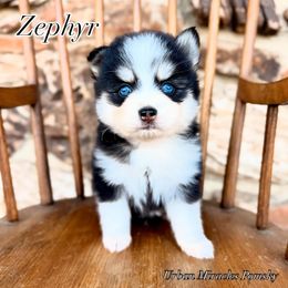 Zephyr - Black and white male Pomsky puppy in Campton Hills, Illinois from Urban Miracle’s