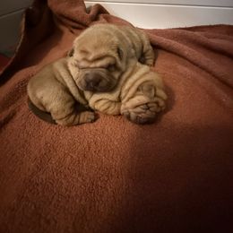 Girl 1 - Red fawn female Chinese Shar-Pei puppy in Fairfield, Texas from Majesty SharPei