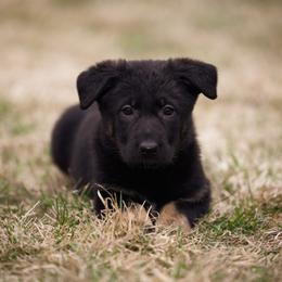 Pink stripe collar - Bi-color female German Shepherd puppy in Prospect, Connecticut from Di Massimo Canile